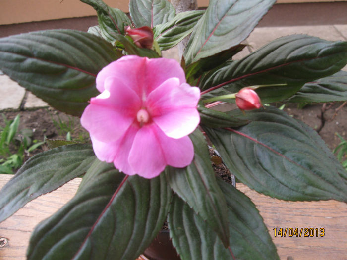 Impatiens - Florile mele 2013