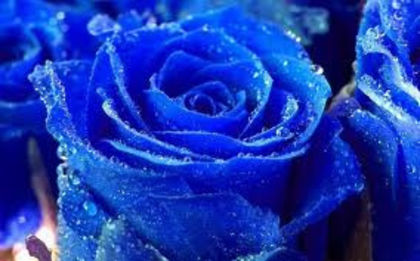  - Trandafiri albastri