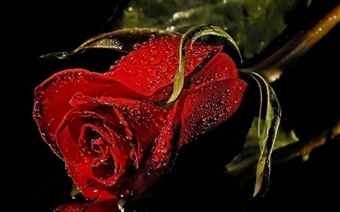  - Trandafiri rosii