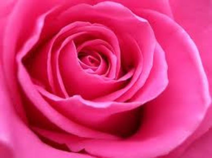  - Trandafiri roz