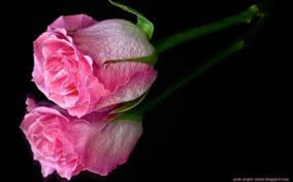  - Trandafiri roz