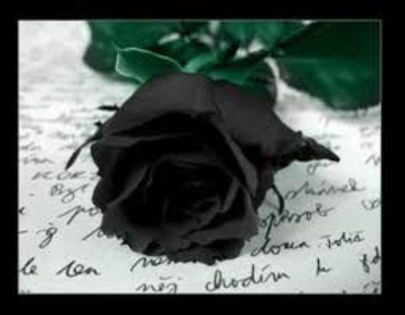  - Trandafiri negrii
