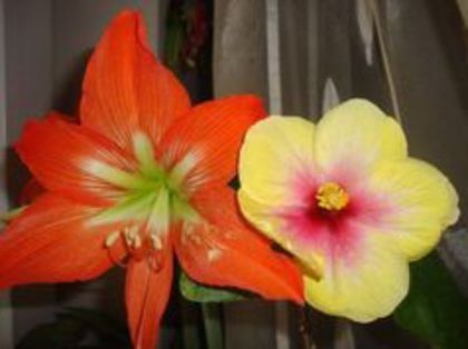  - hibiscusi