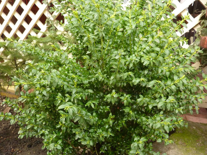 Buxus Sempervivens - Arbusti