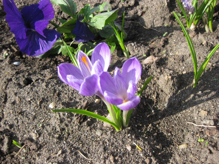 IMG_1503 - crocus