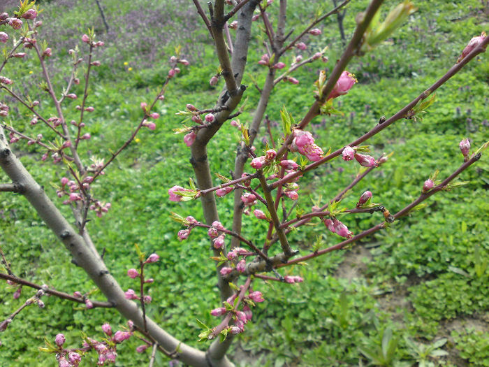 039 - Aprilie 2013