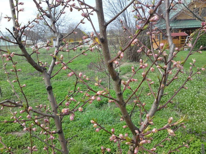 040 - Aprilie 2013