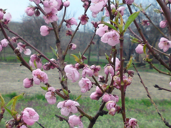 042 - Aprilie 2013