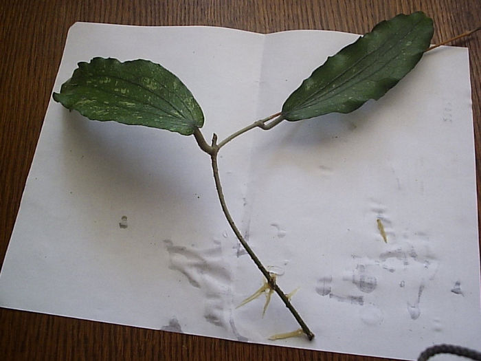 Hoya erythrina