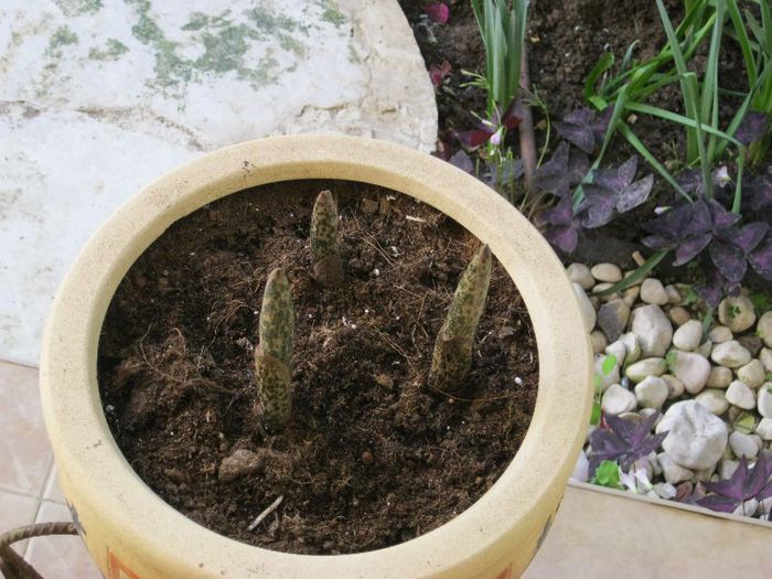 amorphophalus koniac; dupa 10 zile
