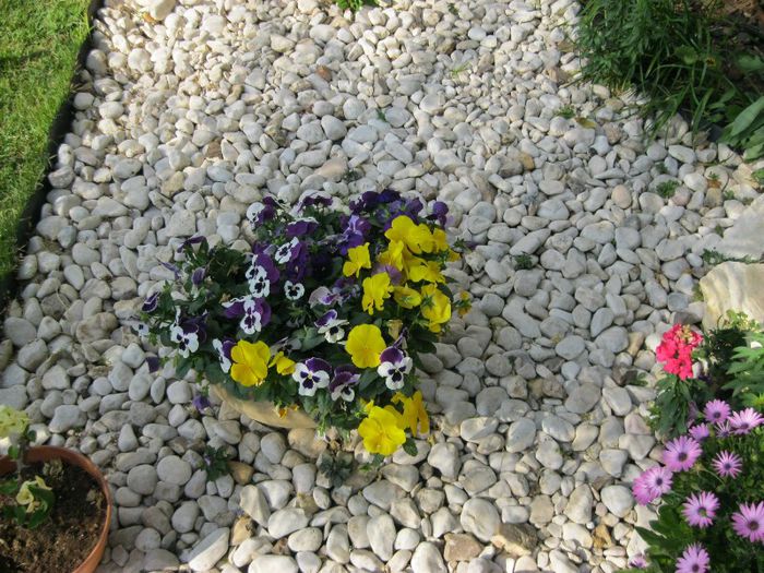 IMG_0851 - gradina-aprilie 2013