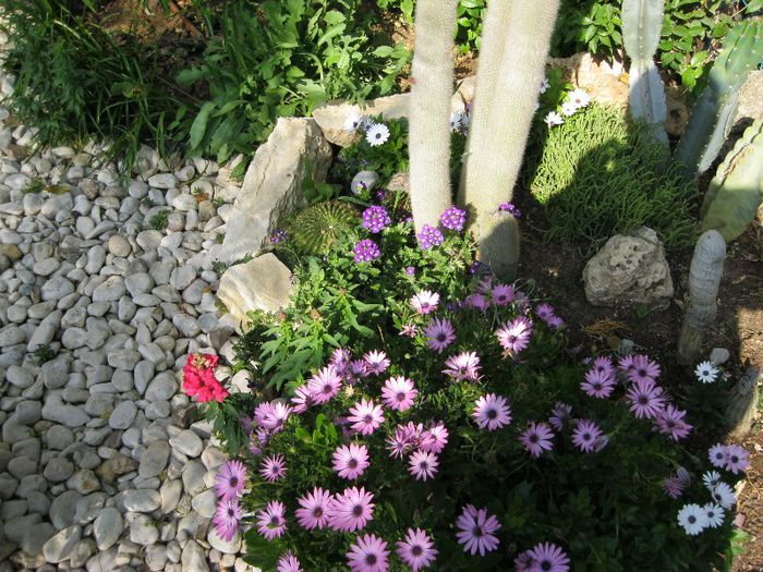 IMG_0852 - gradina-aprilie 2013