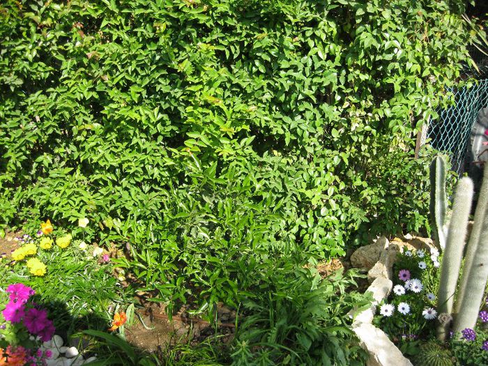 IMG_0859 - gradina-aprilie 2013