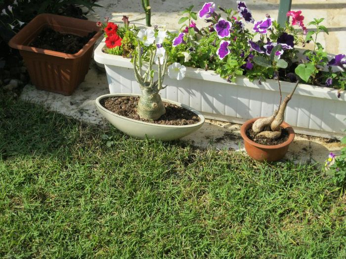 bonsaii pitici - gradina-aprilie 2013
