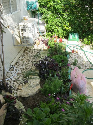 IMG_0862 - gradina-aprilie 2013
