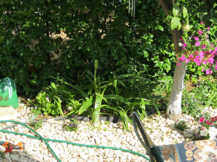 amarilys - gradina-aprilie 2013