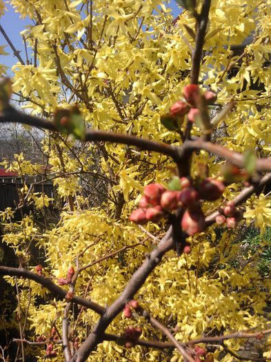 forsythia