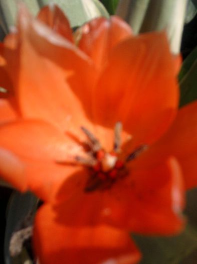 Fotografii-0111