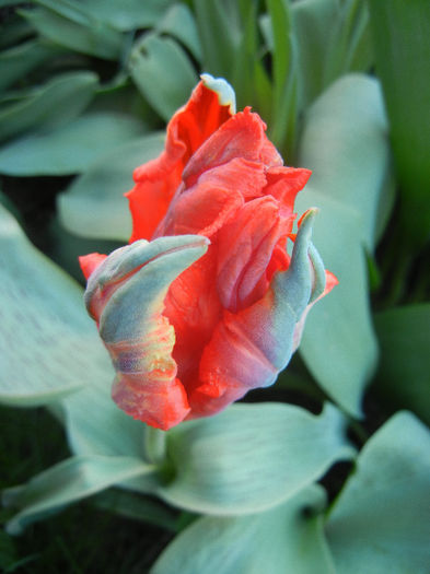 Tulipa Giant Parrot (2013, April 14)