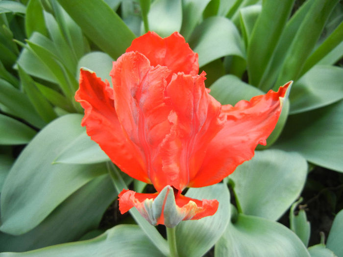 Tulipa Giant Parrot (2013, April 14)