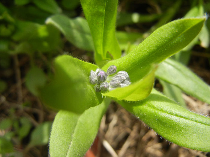 Myosotis alpestris (2013, April 12) - MYOSOTIS Alpestris
