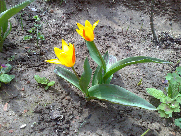  - B FLORI 2013 in gradina