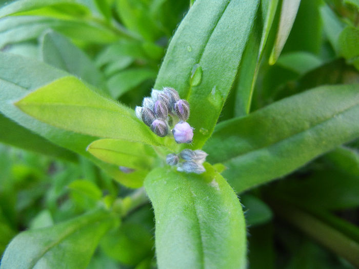 Myosotis alpestris (2013, April 14) - MYOSOTIS Alpestris