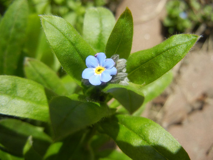 Myosotis alpestris (2013, April 14) - MYOSOTIS Alpestris
