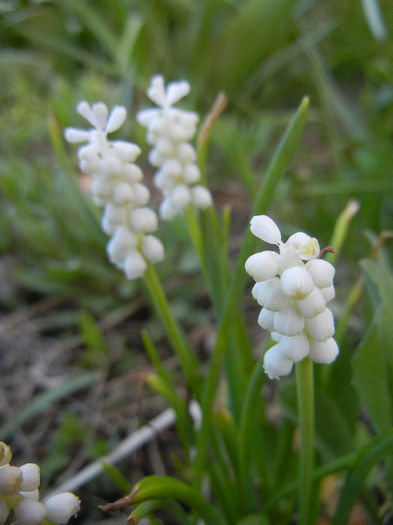 Muscari botryoides Album (2013, Apr.14)