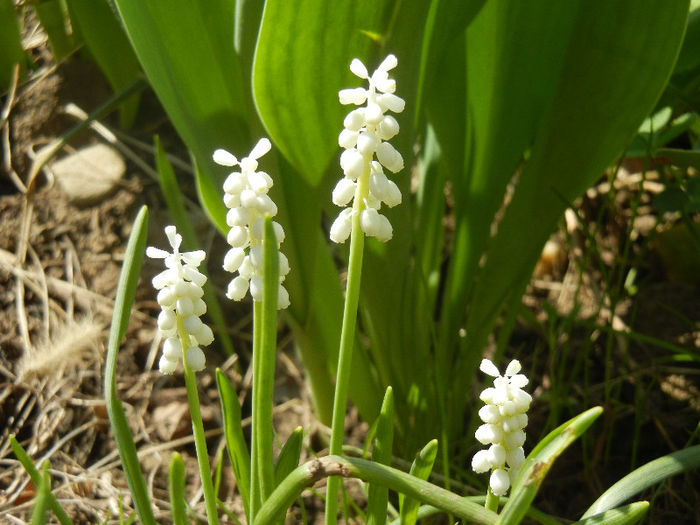 Muscari botryoides Album (2013, Apr.14)