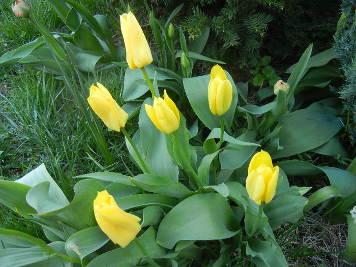 Tulipa Candela (2013, April 14)