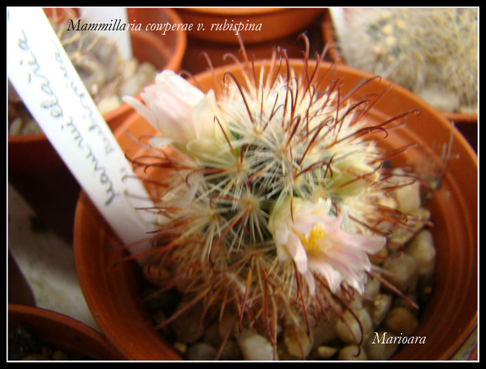 Mammilaria cowperae v.rubispina