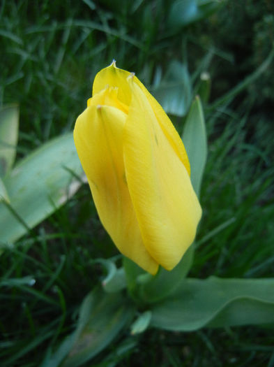 Tulipa Candela (2013, April 14)