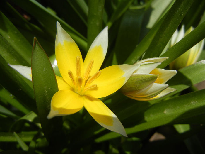 Tulipa Tarda (2013, April 14)