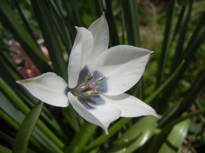 Tulip Alba Coerulea Oculata (2013, Apr.14) - Tulipa Alba Coerulea