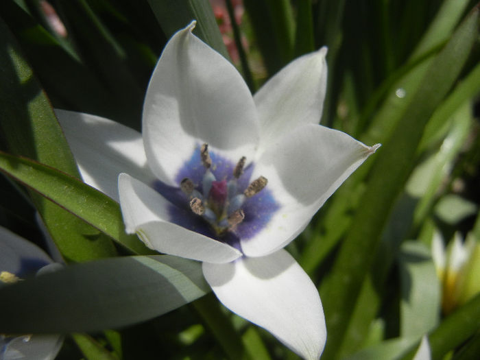 Tulip Alba Coerulea Oculata (2013, Apr.14)