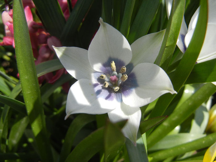 Tulip Alba Coerulea Oculata (2013, Apr.14) - Tulipa Alba Coerulea