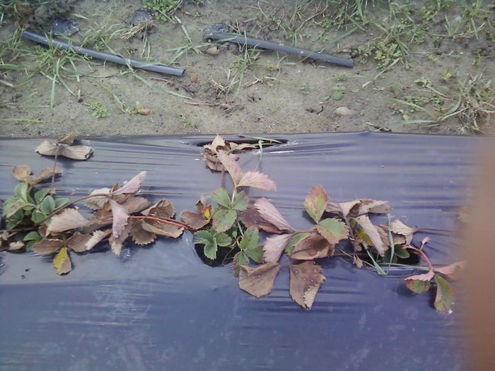 P20-12-12_15.35 - plantatie octombrie 2012-2013