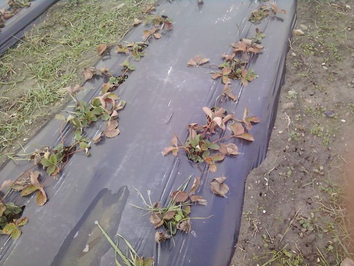P20-12-12_15.36 - plantatie octombrie 2012-2013