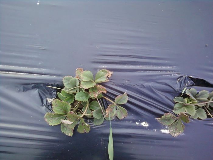 P30-03-13_16.58 - plantatie octombrie 2012-2013