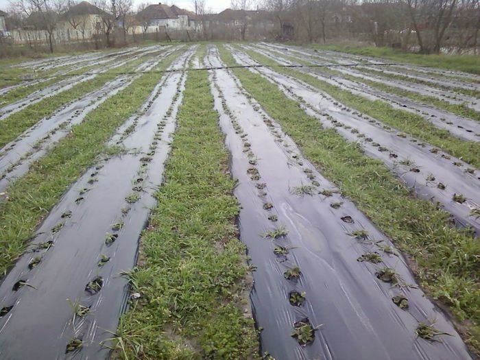 P30-03-13_16.58[1] - plantatie octombrie 2012-2013