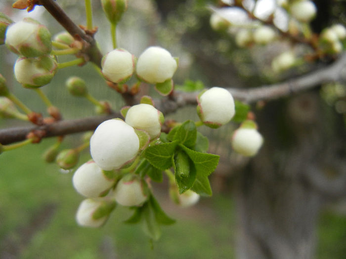 Cherry Plum Blossom (2013, April 11)