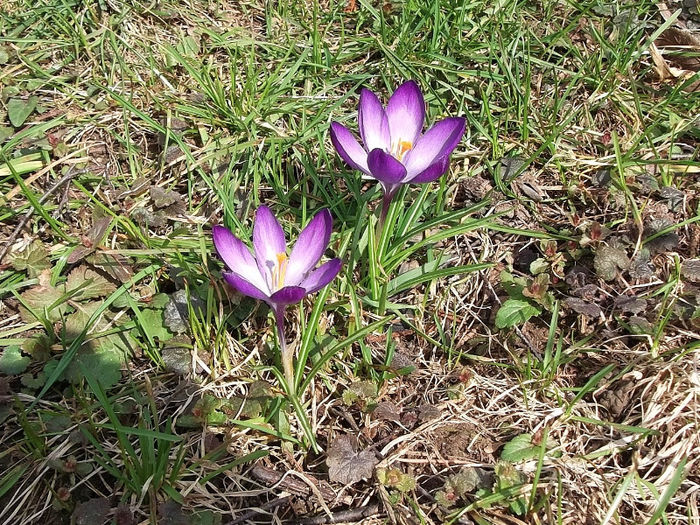 crocus - a primavara 2013