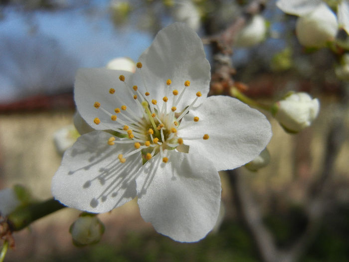 Myrobalan Plum Blossom (2013, April 12)