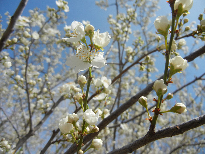 Prunus cerasifera (2013, April 12)