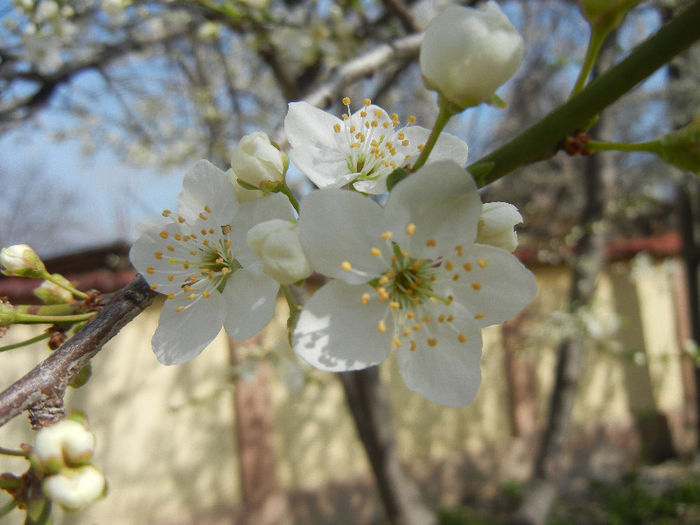 Prunus cerasifera (2013, April 12) - Cherry Plum Tree_Corcodus