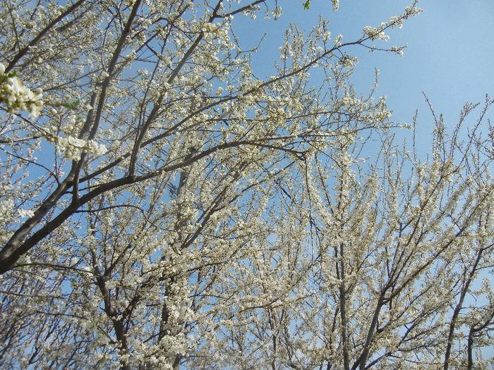 Corcodus (2013, April 12) - Cherry Plum Tree_Corcodus