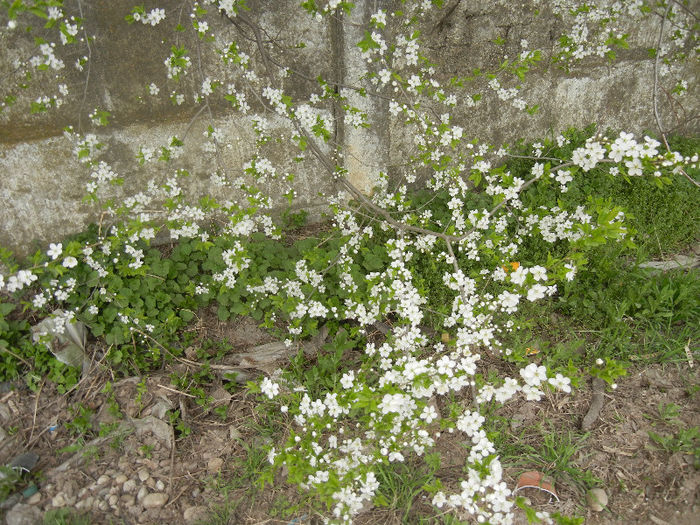 Corcodus (2013, April 12) - Cherry Plum Tree_Corcodus