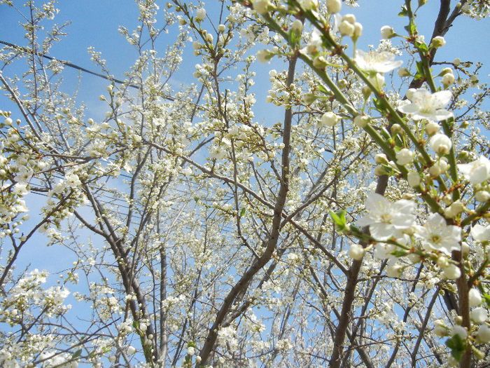 Corcodus (2013, April 12) - Cherry Plum Tree_Corcodus