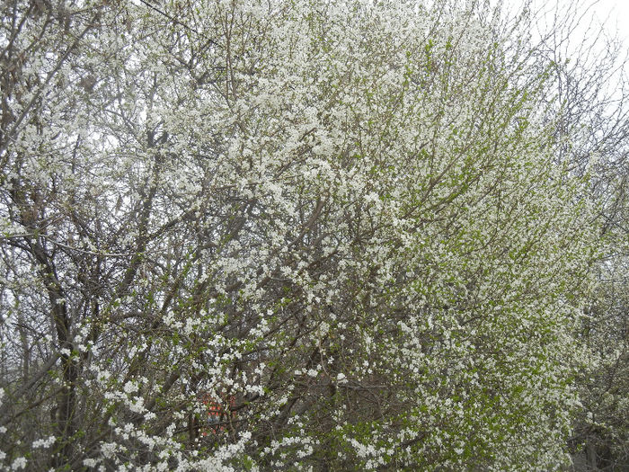 Cherry Plum Blossom (2013, April 12) - Cherry Plum Tree_Corcodus
